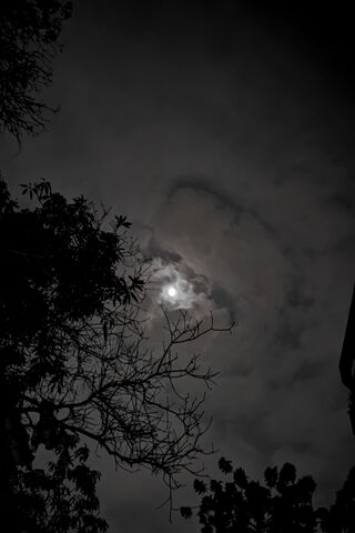 Mysterious Moonlit Nigh..