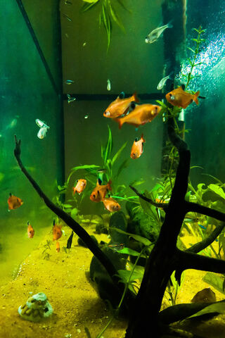 Underwater Wonderland �..