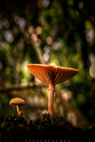 Enchanted Forest Fungi ..