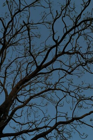 Whispers of the Night: ..