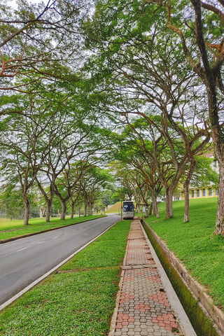 Serene Tree-Lined Pathw..