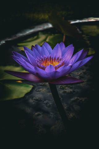 Enchanting Purple Lotus 🌸✨