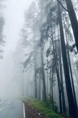 Enchanted Misty Forest 🌲🌫️