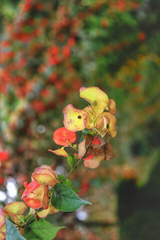 Wildflowers