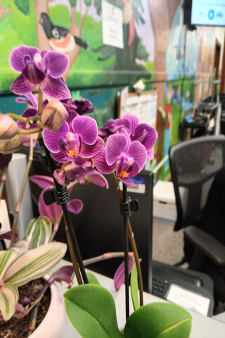 Vibrant Orchids Brighte..