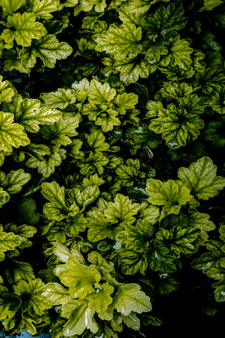 Lush Greenery 🌿✨