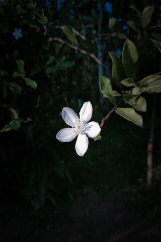Elegant White Blossom 🌼✨