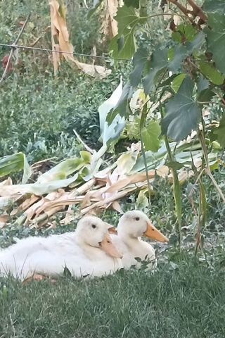 Cozy Duck Duo 🦆💚