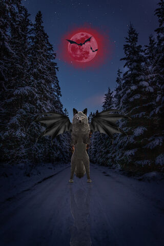Mystical Night: The Win..