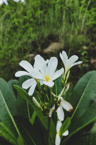 White Flower