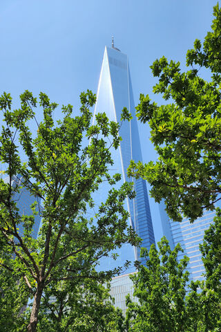 Towering Above the Trees 🌳🏙️