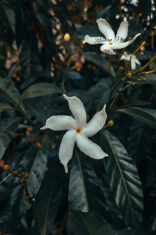 White Flowers