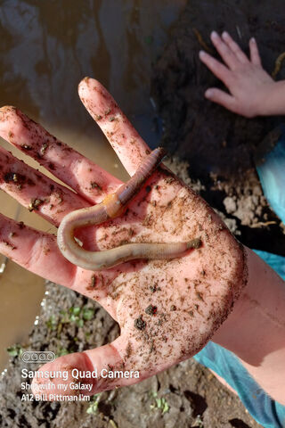 Worm