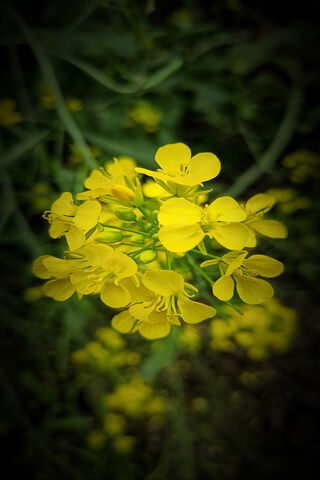 Golden Blooms of Wheat ..