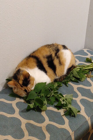 Cat Nap Among Herbs 🐱🌿