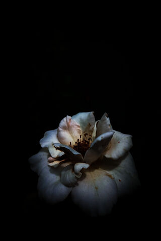 Enigmatic Rose in the S..