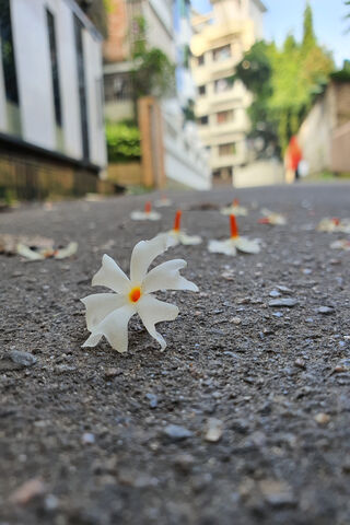 Serene Street Blooms 🌼