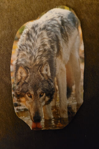 Wolf