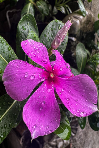 Vibrant Pink Flower with Raindrops 🌸💧