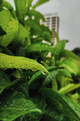 Refreshing Raindrops on Lush Green Leaves 🌧️🍃