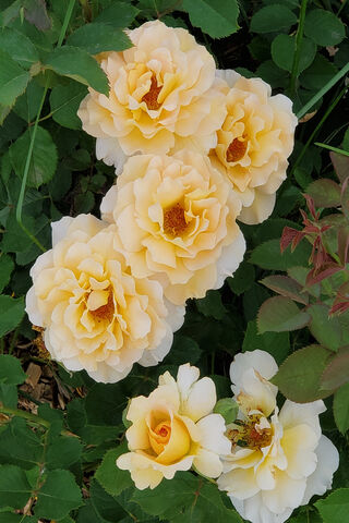 Beautiful Yellow Roses ..