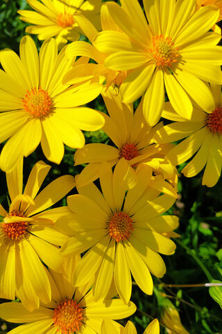 Yellow Flowers