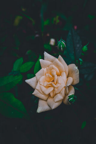 Elegant Cream Rose 🌹✨