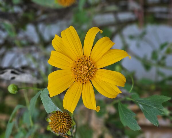 Bright Yellow Blossom 🌼