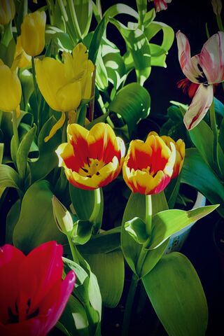 Vibrant Tulip Garden 🌷🌼