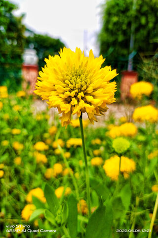 YELLOW FLOWER