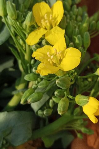 Bright Yellow Blossoms ..
