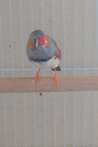 Charming Zebra Finch 🐦