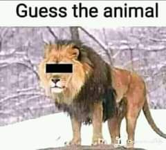 Guest the