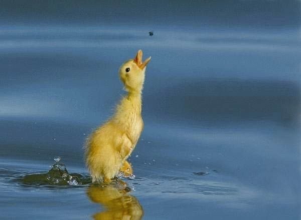 Animal 1