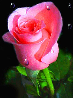 Red rose