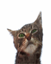 Catlicking