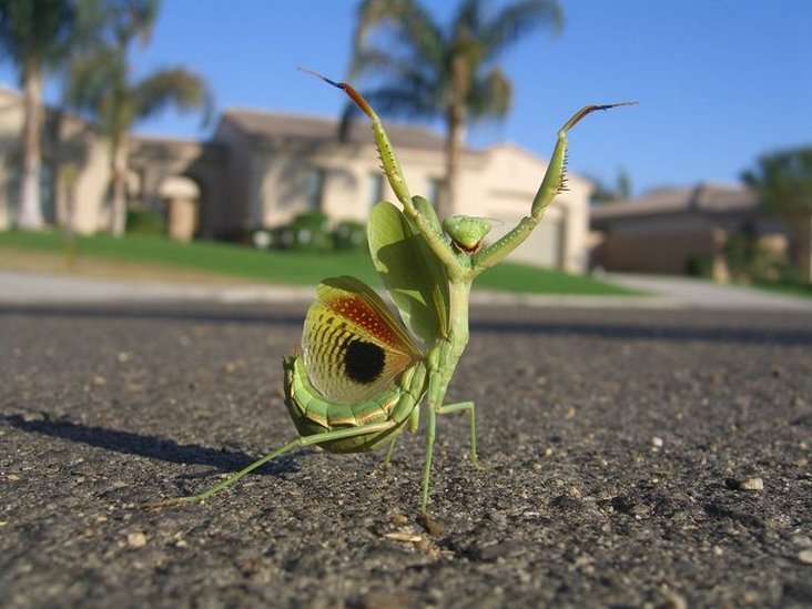 Animal 1