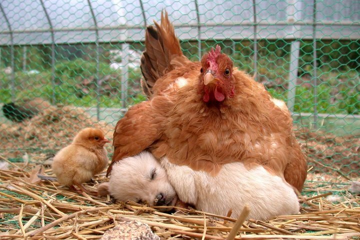 Animal 2