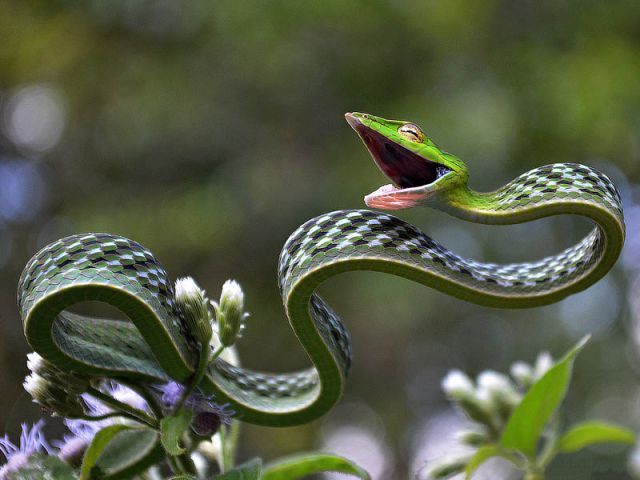 Green Vine Snake (Ahaetulla nasuta),
