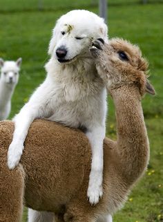Dog & Alp