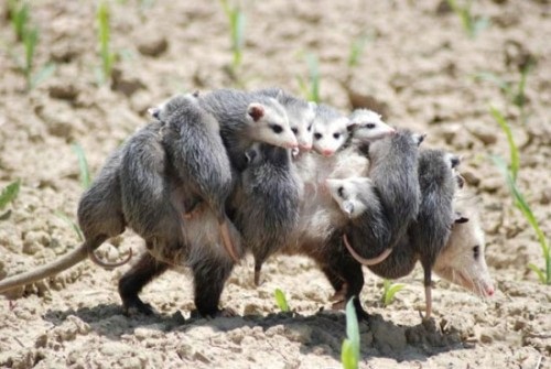 Opossum &