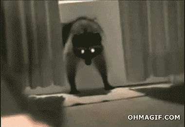 Raccoon