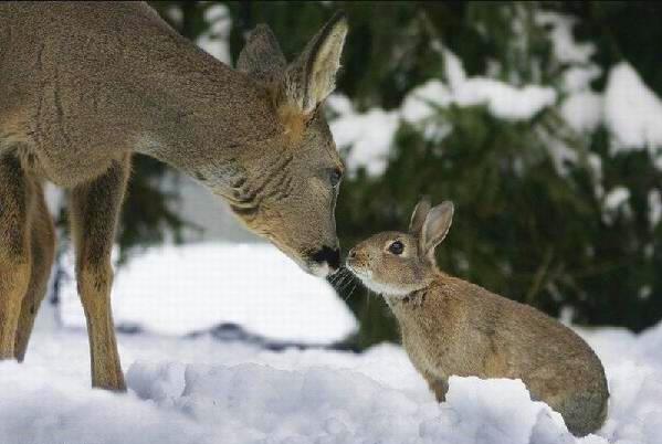Bambi & T