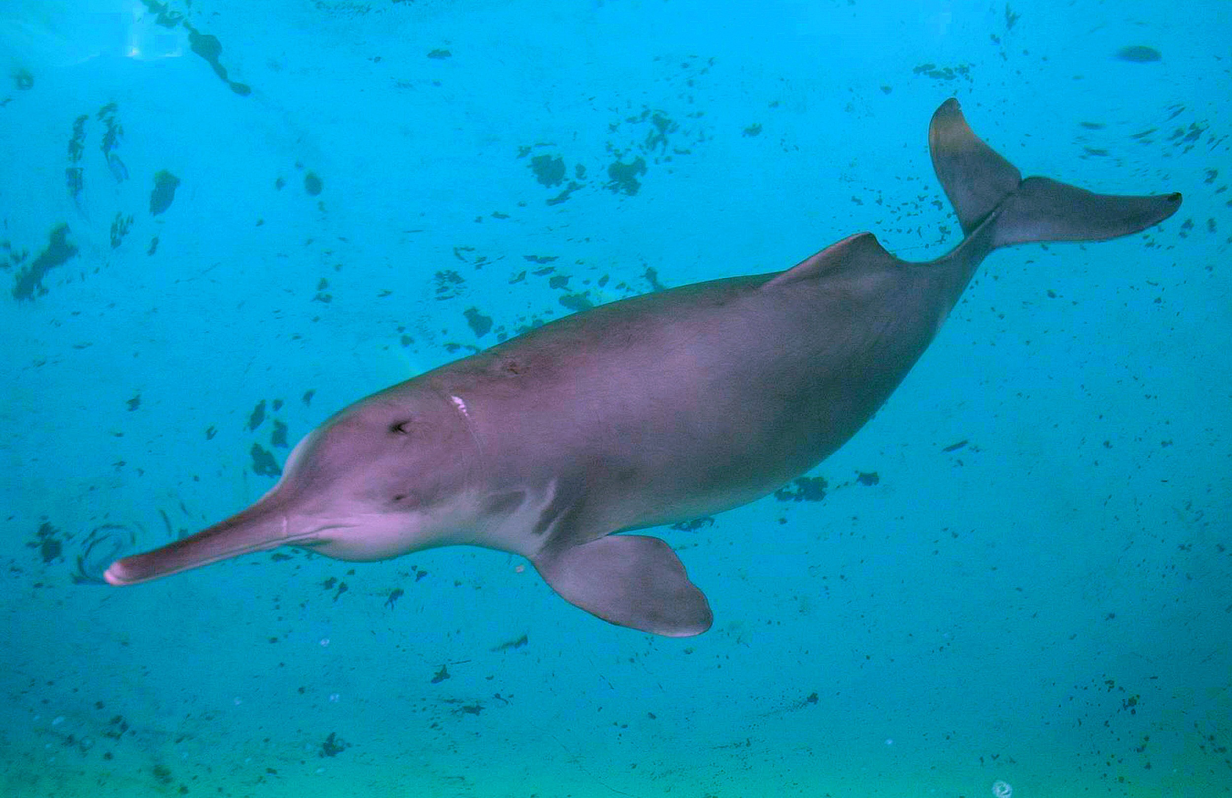 Baiji Dolphin (Lipotes vexillifer)