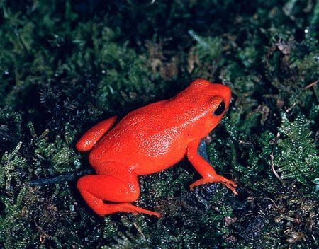 Red Poison Dart Frog (Minyobates steyermarki)