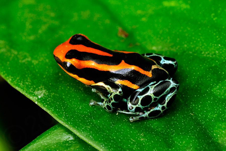 Reticulated Poison Dart Frog (Ranitomeya ventrimaculata)