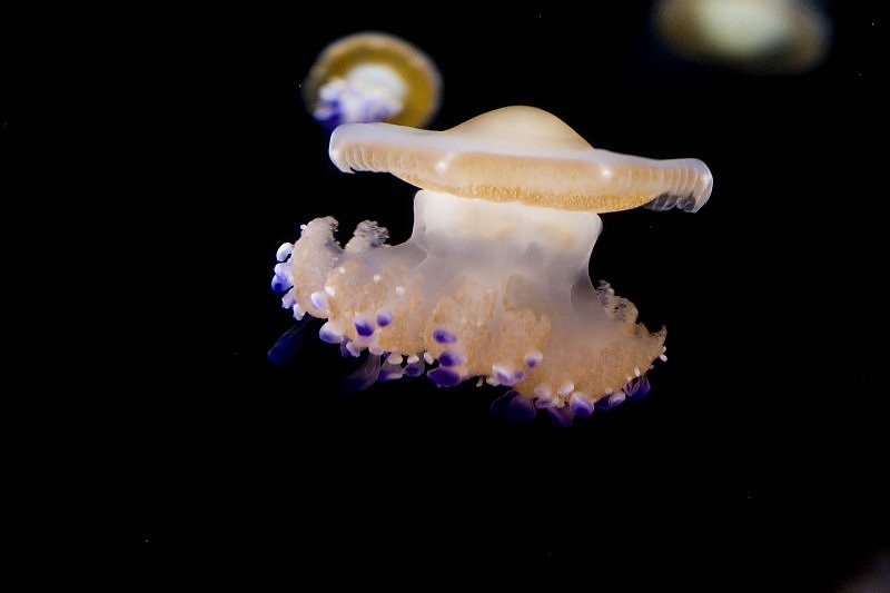 Fried Egg Jellyfish ( Cotylorhiza tuberculata)