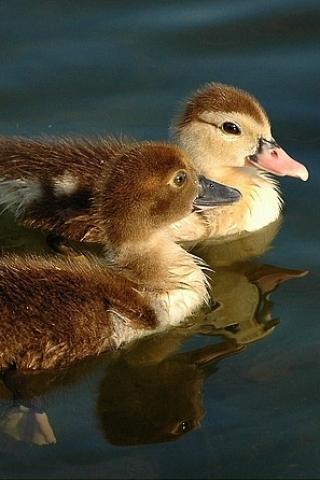 Duck