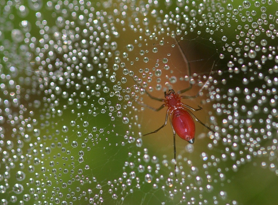 Danger In The Dew (Spider)