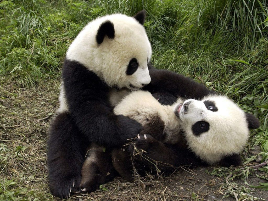 Panda Hug